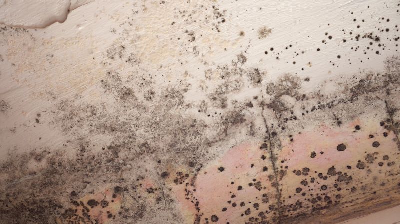 Attic Mold Remediation in Essex County, NJ