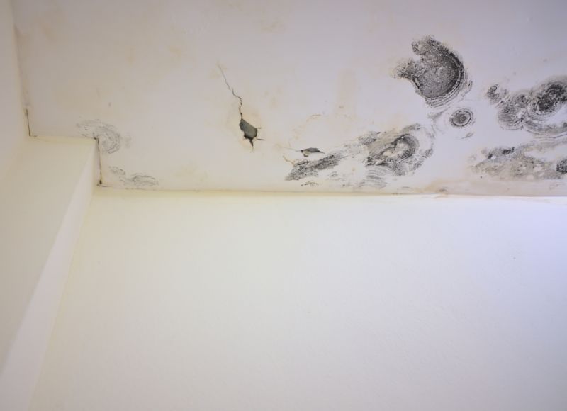 Attic Mold Removal in Bergen County, NJ