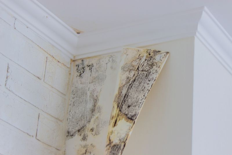 Basement Mold Removal in Bergen County, NJ