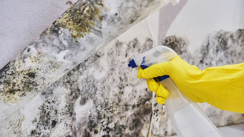 Black Mold Removal in Boca Raton, FL