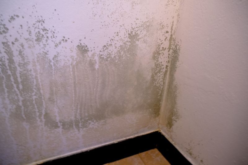 Ceiling Mold Removal in Boca Raton, FL