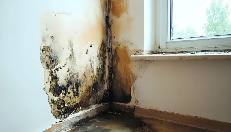 Mold Remediation Service in Bergen County, NJ