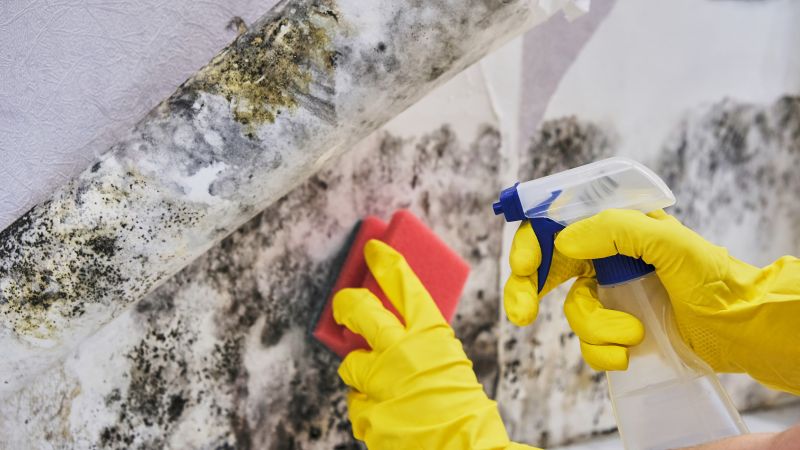 Mold Remediation Service in West Palm Beach, FL