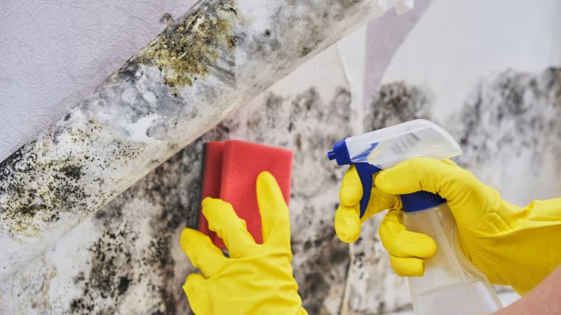 Mold Abatement Service in Jupiter, FL